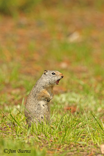 Uinta Ground Squirrel