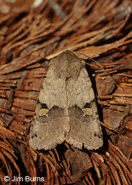 Ulolonche disticha, Arizona