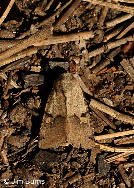 Ulolonche disticha in pine needles, Arizona