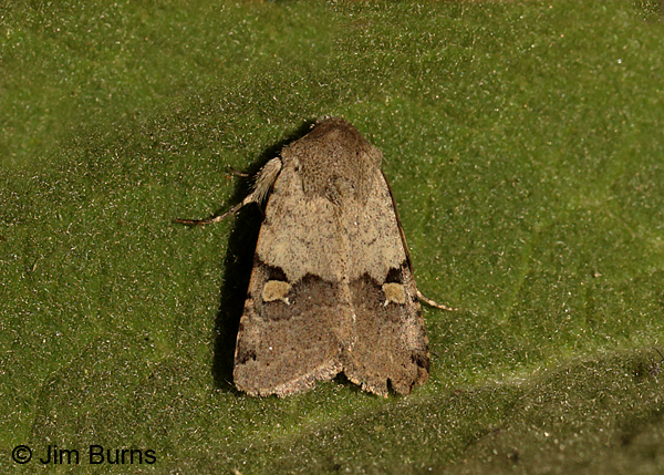 Ulolonche disticha on leaf, Arizona