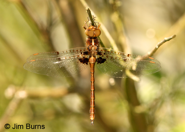 Umber Shadowdragon male, Horry Co., SC, May 2014