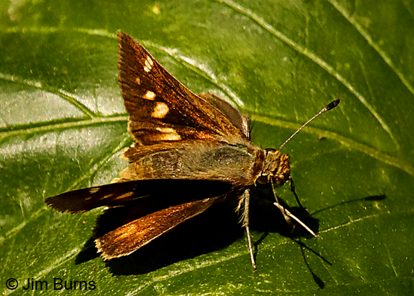 Umber Skipper female, California--9710