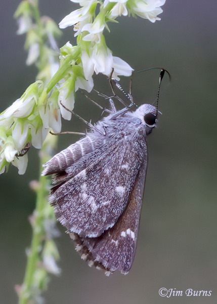 Valeriana Skipper, Arizona--0243