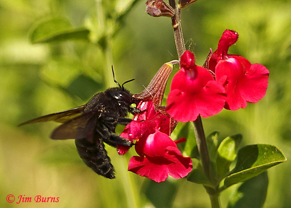 Valley Carpenter Bee on Autumn Sage, Arizona--1632