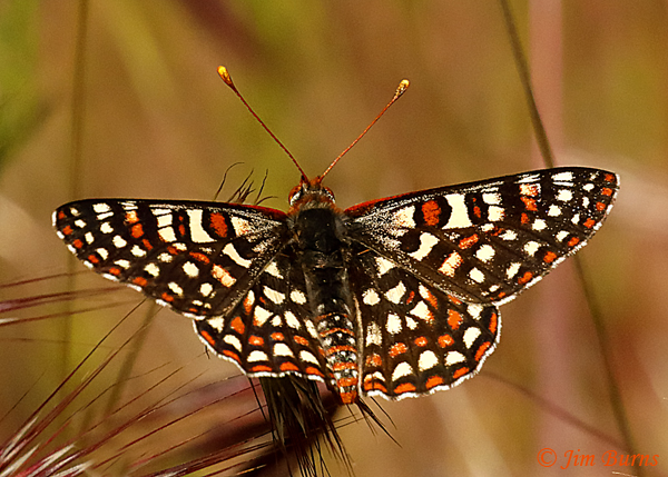 Variable Checkerspot, Arizona--0901