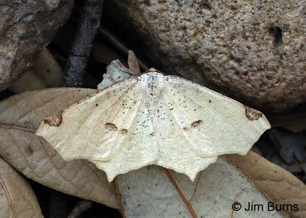 Variable Antepione Moth, Arizona