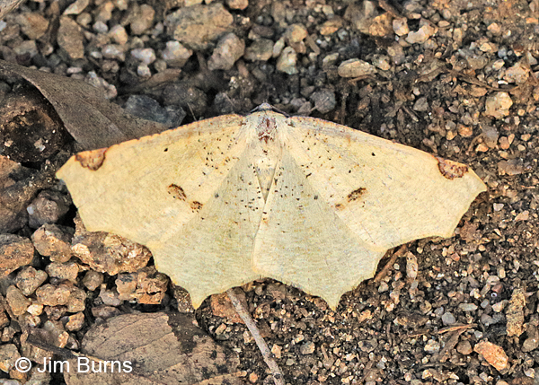 Variable Antepione Moth on ground, Arizona