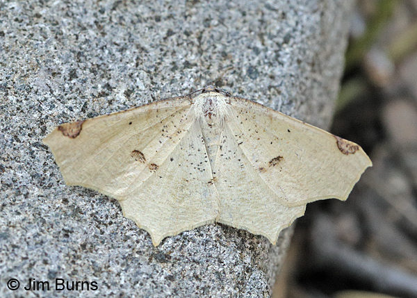 Variable Antepione Moth on rock, Arizona