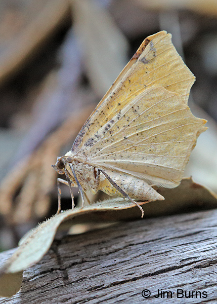 Variable Antepione Moth underwing, Arizona