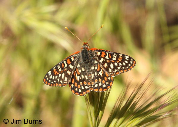 Variable Checkerspot, Arizona