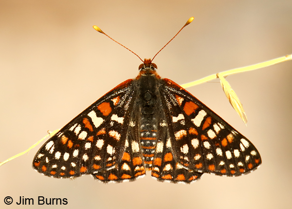Variable Checkerspot 7216, Arizona