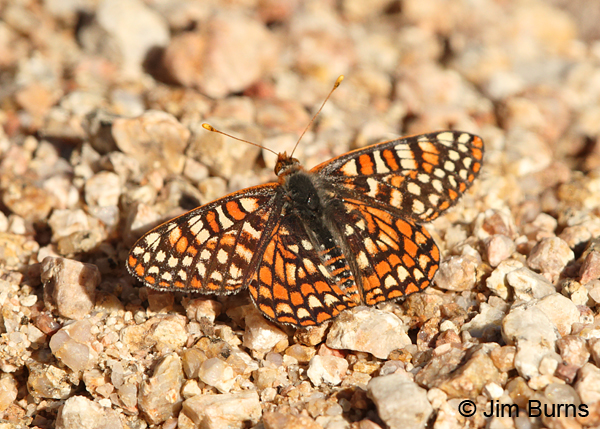 Variable Checkerspot on gravelbar, Arizona