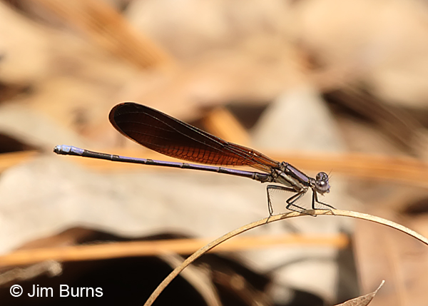 Variable Dancer (fumipennis) male, Liberty Co., FL, March 2016