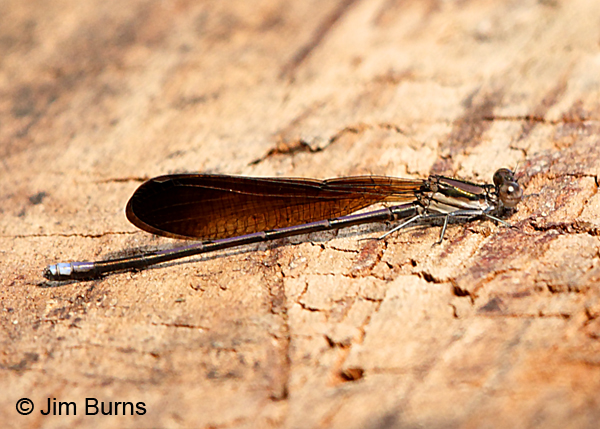 Variable Dancer (fumipennis) immature male, Baldwin Co., AL, March 2017