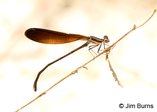 Variable Dancer (fumipennis) teneral male, Escambia Co., FL, March 2017
