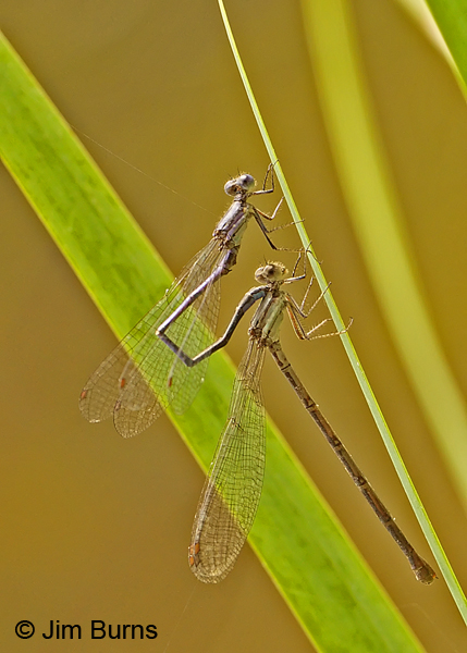 Variable Dancer (violacea) pair in tandem, Franklin Co., PA, September 2012