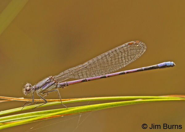 Variable Dancer (violacea) male, Franklin Co., PA, September 2012