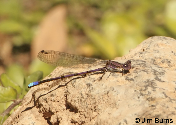 Variable Dancer (violacea) male, Gila Co., AZ, October 2012