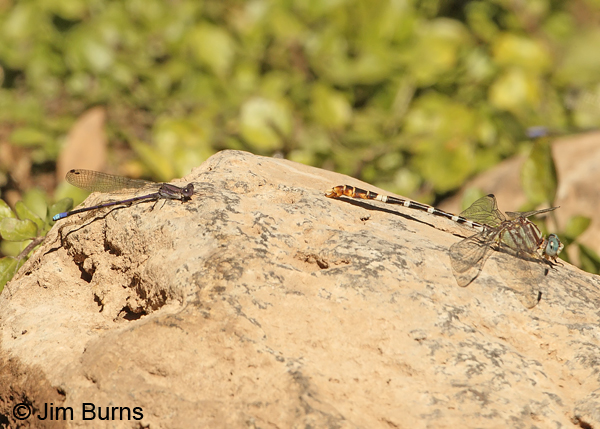 Variable Dancer (violacea) male with Serpent Ringtail, Gila Co., AZ, October 2012