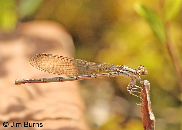Variable Dancer (violacea) female, York Co., ME, July 2014