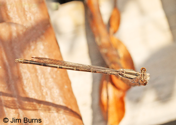 Variable Dancer (violacea) female dorsal view, York Co., ME, July 2014