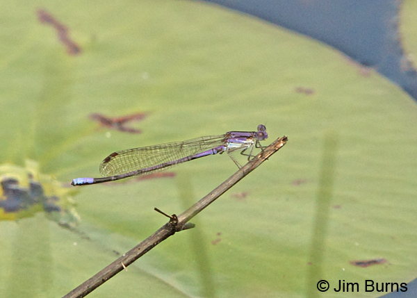 Variable Dancer (violacea) male, Rockingham Co., NH, June 2014