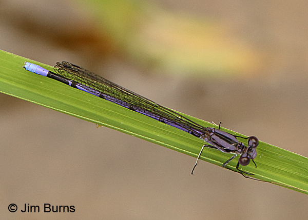 Variable Dancer (violacea) male, Appomattox Co., VA, June 2107