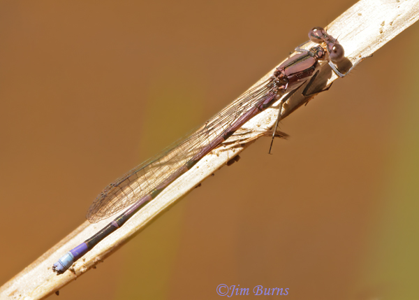 Variable Dancer male, Maricopa Co., AZ, September 2022--2173
