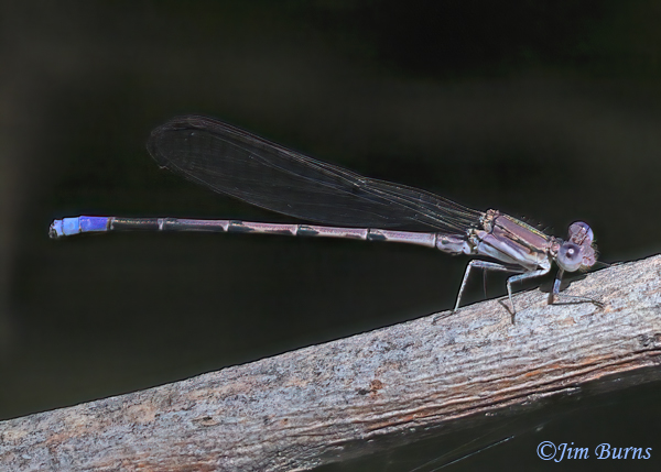 Variable Dancer male, Maricopa Co., AZ, September 2024--3142