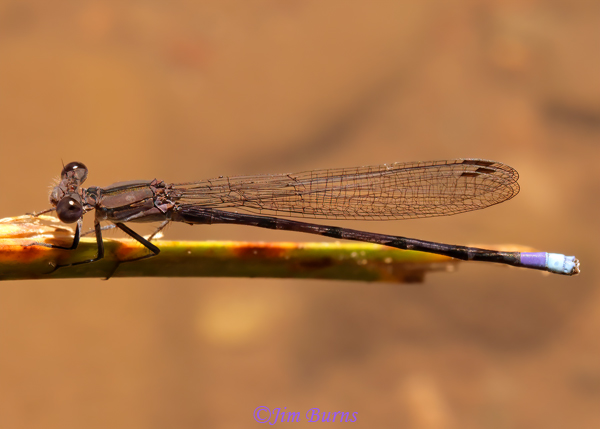 Variable Dancer (Violacea) male, Maricopa Co., AZ, July 2022--9284