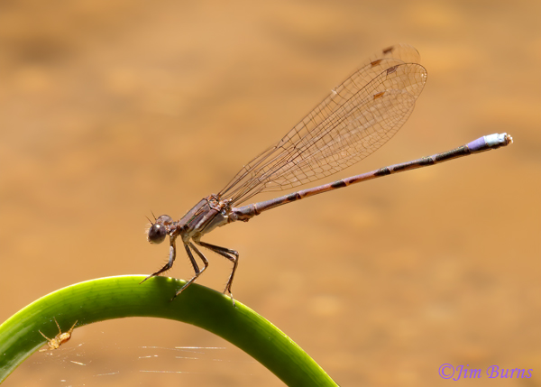 Variable Dancer (Violacea) male with spider, Maricopa Co., AZ, July 2022--9320