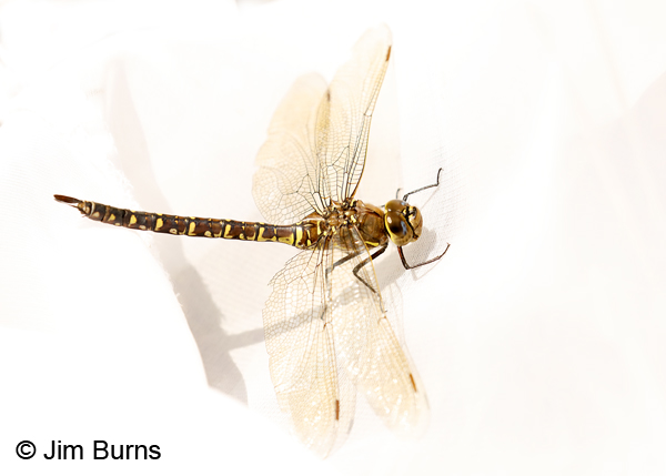 Variable Darner heteromorph female striped form, Beaverhead Co., MT, August 2018--0149
