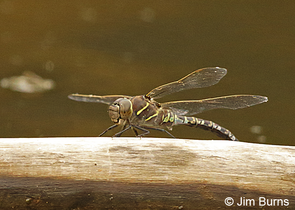 Variable Darner heteromorph female, Anchorage Co., AK, August 2016