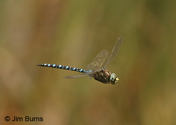 Variable Darner male striped form in grass, Coconino Co., AZ, August 2012