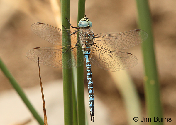 Variable Darner male striped form, Klamath Co., OR, August 2015