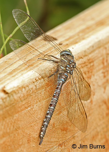 Variable Darner male striped form, Lake and Peninsula Co., AK, August 2016
