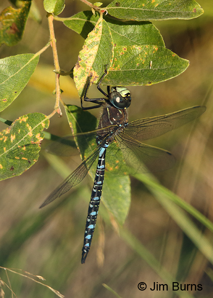 Variable Darner male striped form, Anchorage Co., AK, August 2016