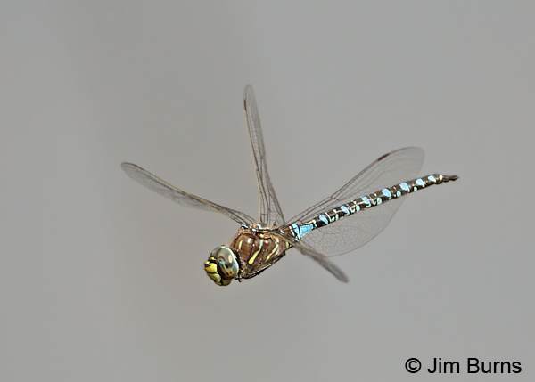 Variable Darner male striped form in flight, Coconino Co., AZ, August 2012