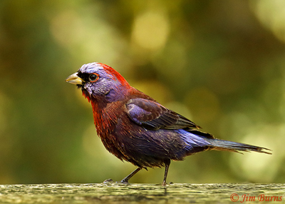 Varied Bunting--DIRECT LIGHT
