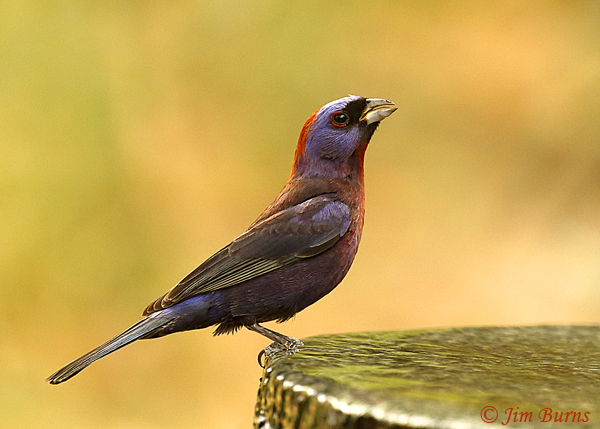 Varied Bunting male drinking at water feature--1877