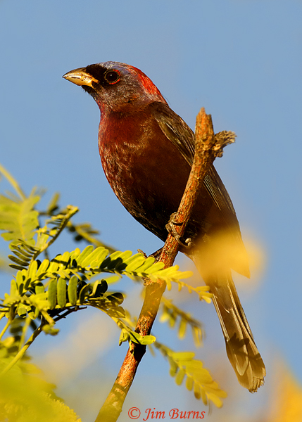 Varied Bunting male--2583.tif