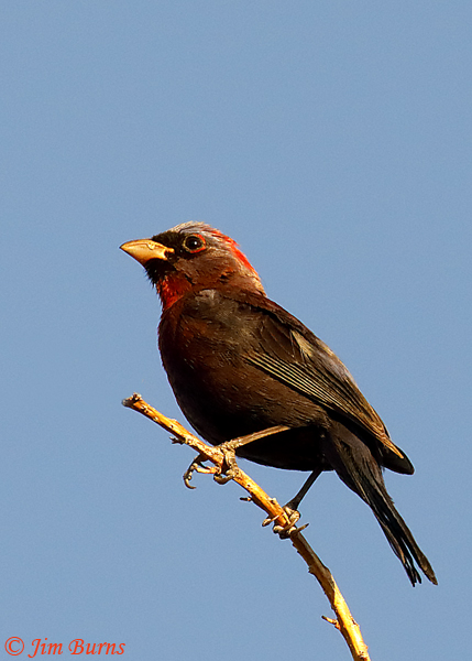 Varied Bunting male--2591