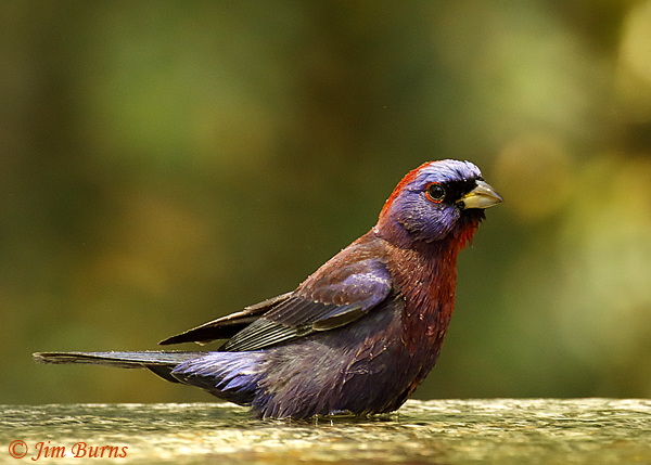 Varied Bunting male bathing sequence #2--3444