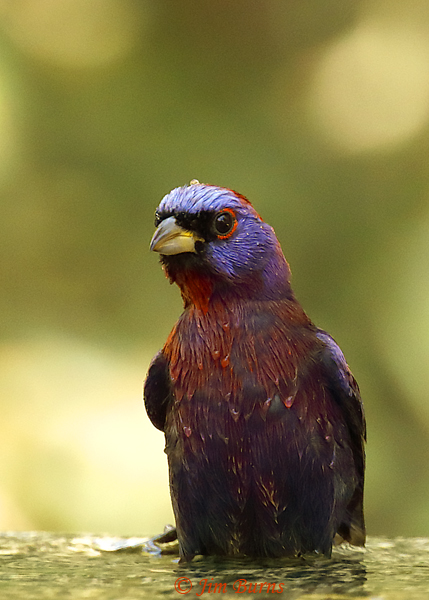 Varied Bunting male bathing sequence #4--3447