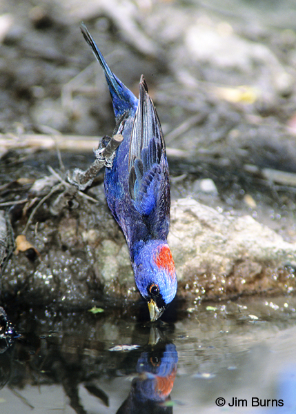 Varied Bunting male drinking