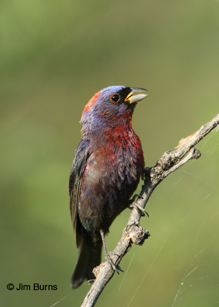 Varied Bunting male singing