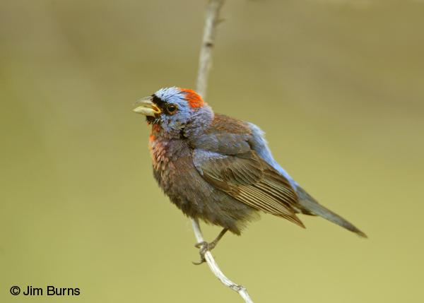 Varied Bunting male singing and displaying