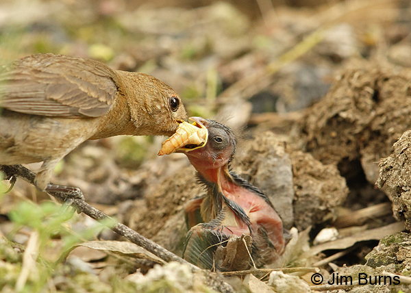 Varied Buntings, grasshopper for baby out of nest