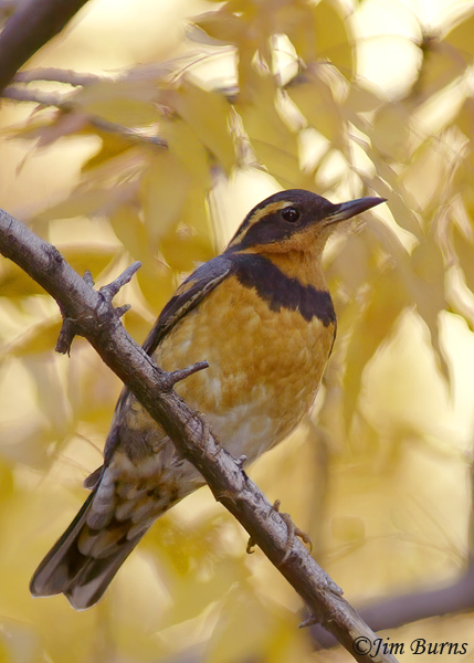 Varied Thrush-adult male--1000
