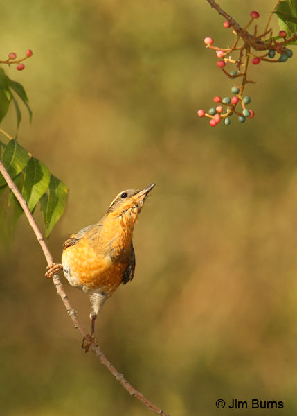 Varied Thrush juvenile eyeing berries
